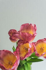bouquet of tulips close-up