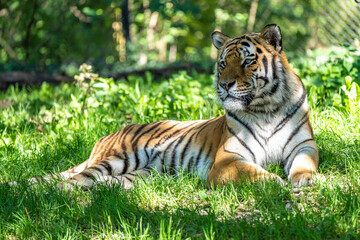 Fototapeta na wymiar The Siberian tiger,Panthera tigris altaica in a park