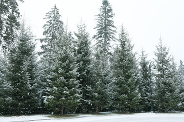 Conifer trees in snowy day in Carpathian ski resort