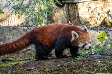 The red panda, Ailurus fulgens, also called the lesser panda.