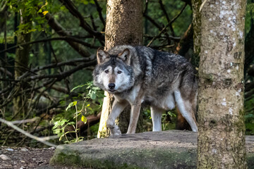 Fototapeta premium European Grey Wolf, Canis lupus in a german park