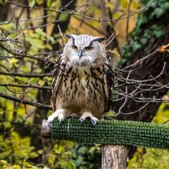 Eurasian Eagle Owl, Bubo bubo in a german nature park