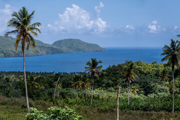 Naklejka premium landscape with trees against the background of the sea and blue sky 