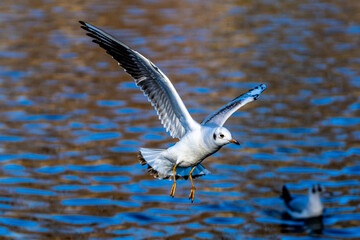 The European Herring Gull, Larus argentatus is a large gull