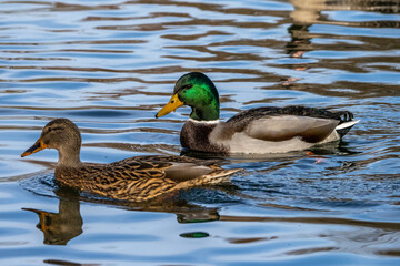 Wild duck or mallard, Anas platyrhynchos swimming in a lake