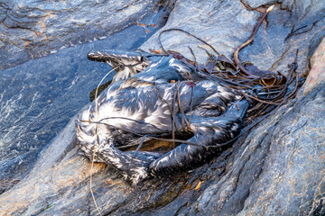Dead bird lying on a rocky beach in County Donegal - Ireland