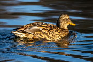 Wild duck or mallard, Anas platyrhynchos swimming in a lake
