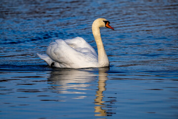 Mute swan, Cygnus olor swimming on a lake