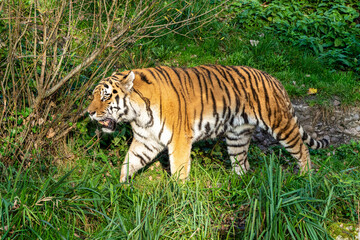 The Siberian tiger,Panthera tigris altaica in the zoo