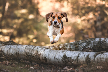 Beagle Jump