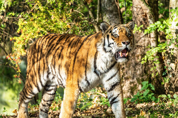 The Siberian tiger,Panthera tigris altaica in the zoo
