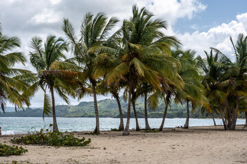 Naklejka na ściany i meble tropical landscape with sandy beach boat and palm trees in Dominican Republic 