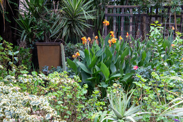A summer garden setting in urban South Africa