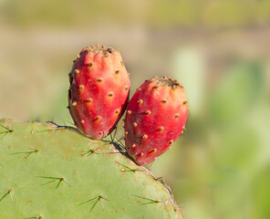 Close up of green cactus