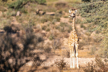 Giraffe