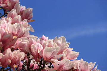 beautiful pink magnolia blossoms against a blue sky on a beautiful spring day