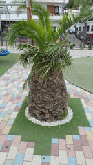 Stunted palm tree in artificial grass