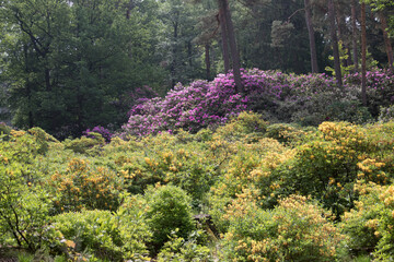 Rhododendron Park
