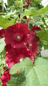 Dark Red Hollyhock in Flower