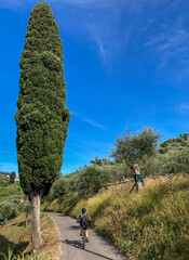 Una classica strada toscana, sulle colline di Massarosa, in provincia di Lucca, frequentata dai ciclisti