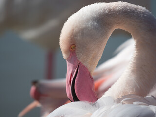 Fototapeta premium Wild greater flamingo (Phoenicopterus roseus), Parc Ornithologique du Pont de Gau, Camargue’s Regional Natural Park, Arles, France