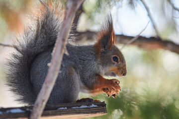 Naklejka na ściany i meble Red squirrel sit on branch in winter scene, Sciurus vulgaris in winter scene
