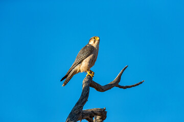 Lanner falcon