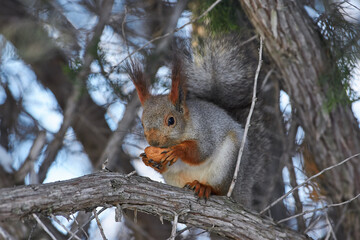 Naklejka na ściany i meble Red squirrel sit on branch in winter scene, Sciurus vulgaris in winter scene