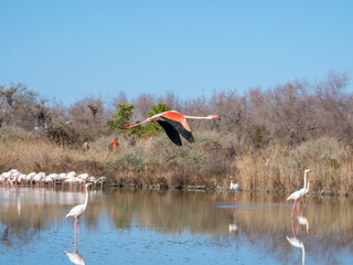 Wild greater flamingo in flight (Phoenicopterus roseus), Parc Ornithologique du Pont de Gau,...