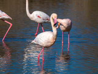 Wild greater flamingos (Phoenicopterus roseus), Parc Ornithologique du Pont de Gau, Camargue’s Regional Natural Park, Arles, France
