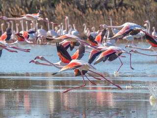 Wild greater flamingos (Phoenicopterus roseus), Parc Ornithologique du Pont de Gau, Camargue’s...