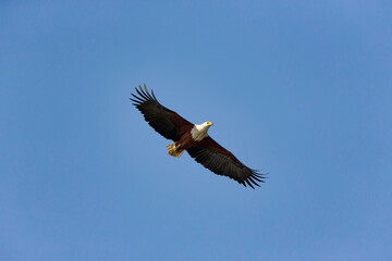 Fototapeta na wymiar African fish eagle