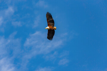 African fish eagle