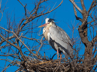 Grey heron (Ardea cinerea), , Parc Ornithologique du Pont de Gau, Camargue’s Regional Natural...