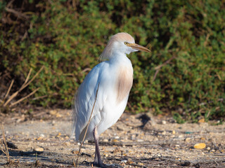 Fototapeta premium Cattle Egret (Bubulcus ibis), Parc Ornithologique du Pont de Gau, Camargue’s Regional Natural Park, Arles, France