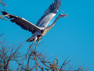 Grey heron (Ardea cinerea), , Parc Ornithologique du Pont de Gau, Camargue’s Regional Natural Park, Arles, France