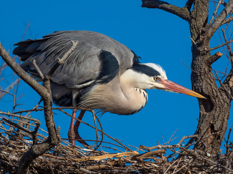 Grey heron (Ardea cinerea), , Parc Ornithologique du Pont de Gau, Camargue&rsquo;s Regional Natural Park, Arles, France