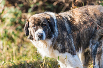 Moscow watchdog, dog walking in a sunny day in the forest