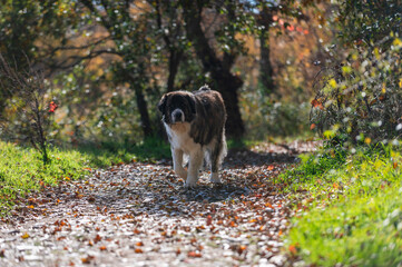 Moscow watchdog, dog walking in a sunny day in the forest