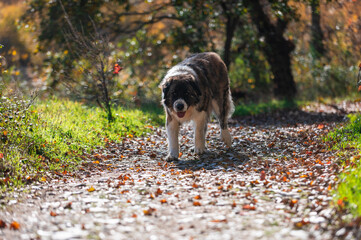 Moscow watchdog, dog walking in a sunny day in the forest
