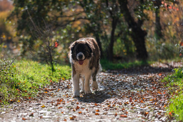Moscow watchdog, dog walking in a sunny day in the forest