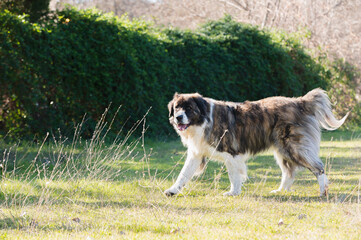 Moscow watchdog, dog walking in a sunny day in the forest