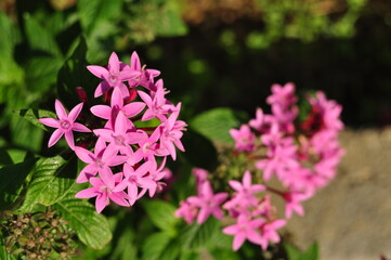 ピンクの小さな花