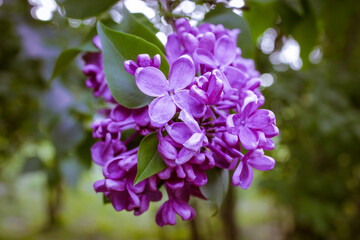 A branch of blooming lilacs Syringa vulgaris, spring park. Purple violet flowers