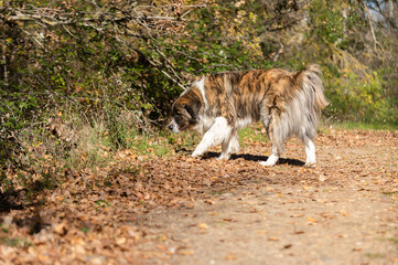 Moscow watchdog, dog walking in a sunny day in the forest