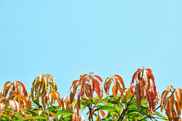 A group of new sprouts under of the bright blue sky,newly growing Mango leaves. Selective focus. 