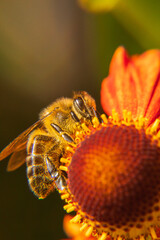 Honey bee covered with yellow pollen drink nectar, pollinating flower. Inspirational natural floral spring or summer blooming garden background. Life of insects. Extreme macro close up selective focus