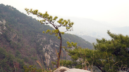 It rained yesterday on March 15th, showing the harmony of fresh nearby pine trees and distant...