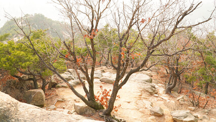 Fototapeta premium The way down the mountain where oak trees stand.Backlight, trees, ridges.