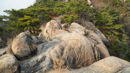 It rained yesterday on March 15th, showing the harmony of fresh nearby pine trees and distant...